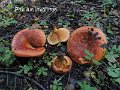 Paxillus involutus-amf1385-1